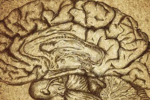 Vintage sketch of a human brain on textured background.