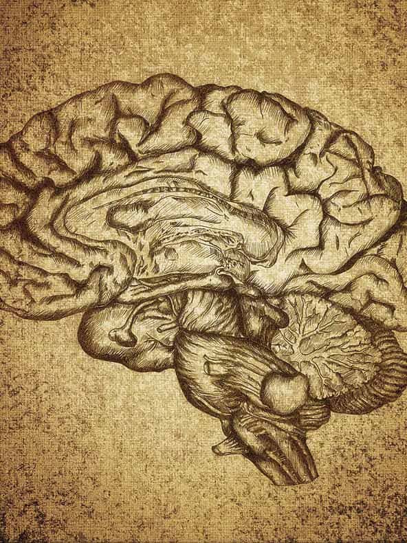 Vintage sketch of a human brain on textured background.