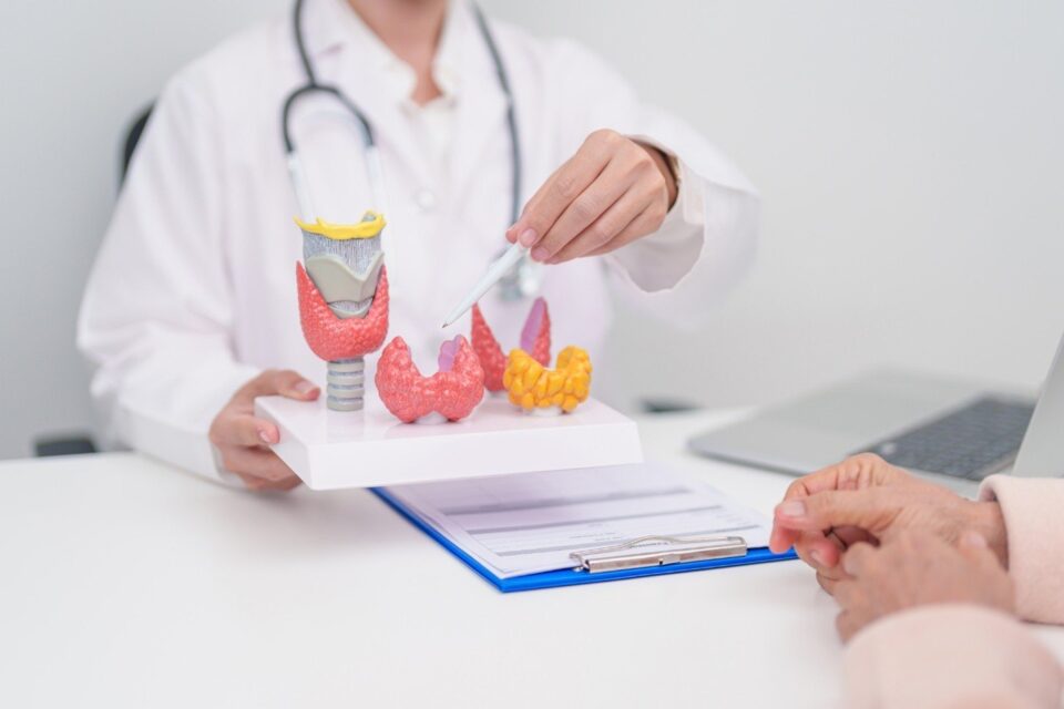 Healthcare professional holding and pointing to anatomical models of the thyroid gland in Lake Saint Louis, MO