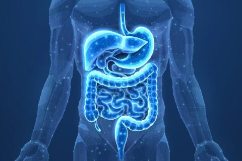 Human digestive system illustrating your gut health in Lake St. Louis, MO
