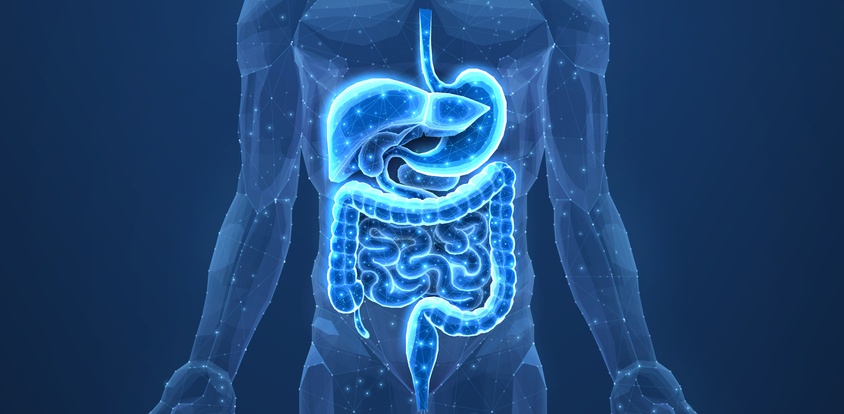 Human digestive system illustrating your gut health in Lake St. Louis, MO